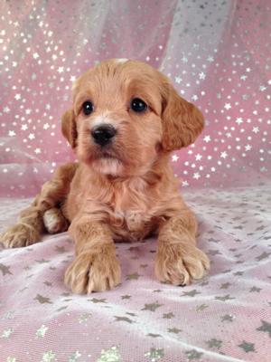 Female Cockapoo Puppy for sale #2 DOB 7/6/13  Cockapoo Breeders in Massachusetts and Maryland are welcome Buyers at Purebredpups!